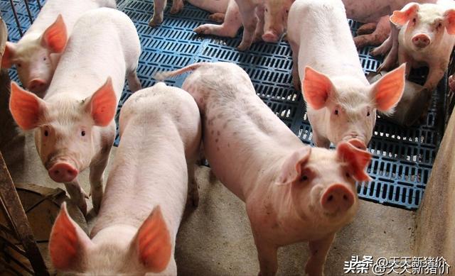 多地飘红！2024102 全国各地生猪价格信息！看好明年猪价？(图3)
