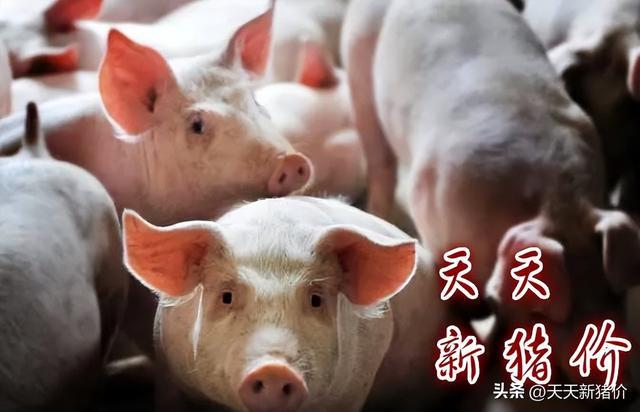 猪价有变！2024105 全国各地生猪价格信息！喂猪的又多了？(图5)