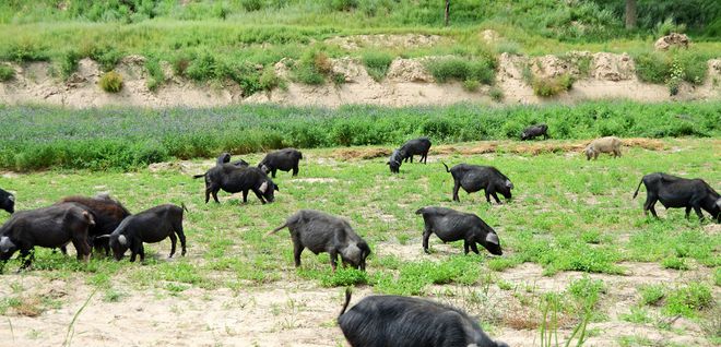 西藏的天价贵“猪”它生肉价格为啥能卖60一斤？真值这个价吗？(图7)