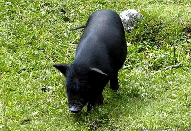 西藏的天价贵“猪”它生肉价格为啥能卖60一斤？真值这个价吗？(图3)
