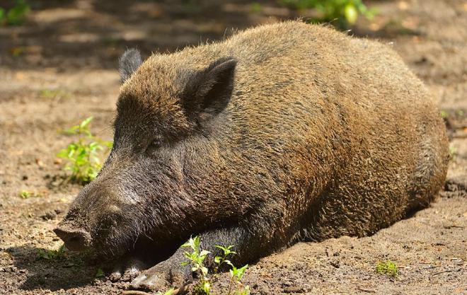 西藏的天价贵“猪”它生肉价格为啥能卖60一斤？真值这个价吗？(图4)