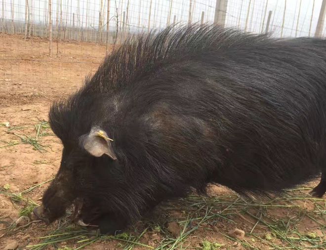 西藏的天价贵“猪”它生肉价格为啥能卖60一斤？真值这个价吗？(图10)