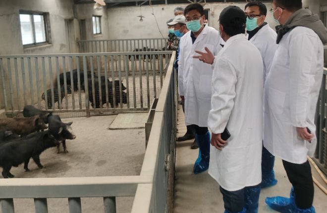 西藏的天价贵“猪”它生肉价格为啥能卖60一斤？真值这个价吗？(图11)