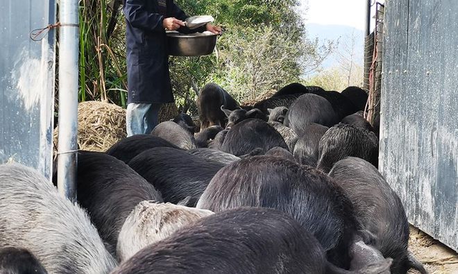 西藏的天价贵“猪”它生肉价格为啥能卖60一斤？真值这个价吗？(图13)