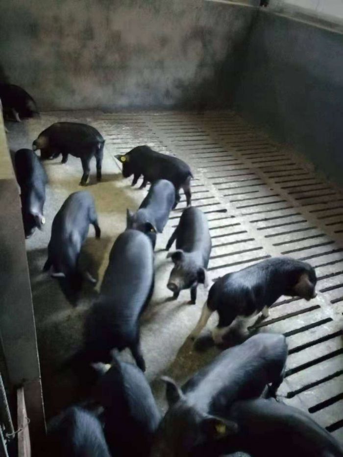熊猫体育：黑水：创新模式发展色湾藏香猪养殖助农增收(图4)