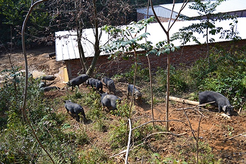 熊猫体育资讯：什么是有机猪肉(图3)