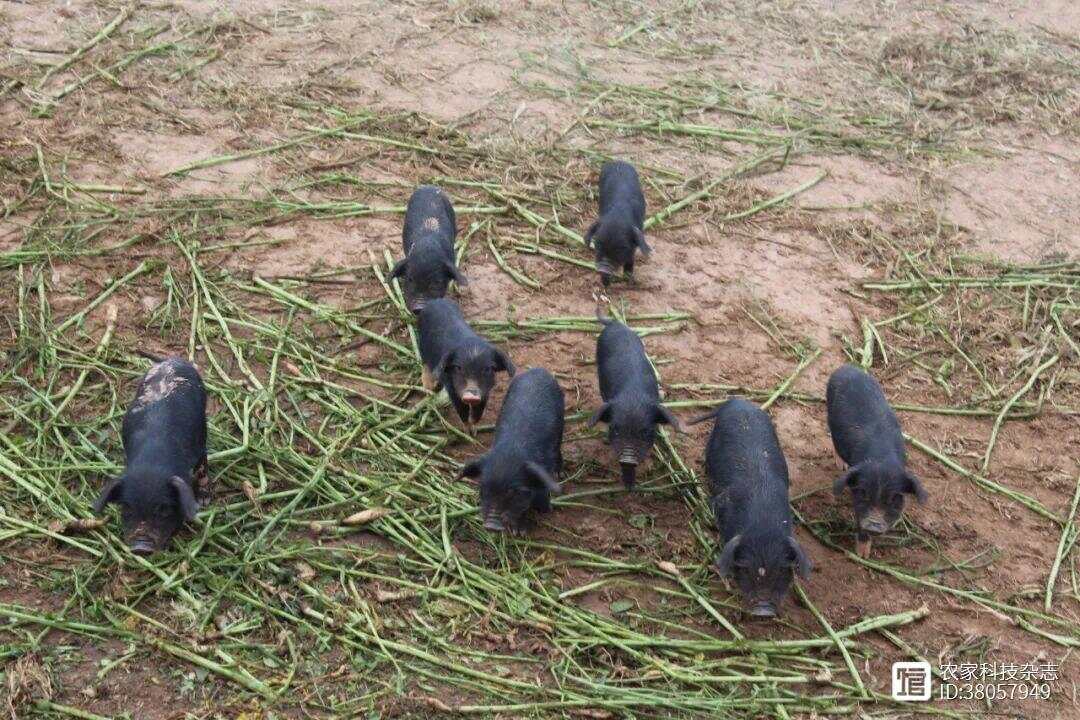 藏香猪绿色养殖技术操作规程(图4)