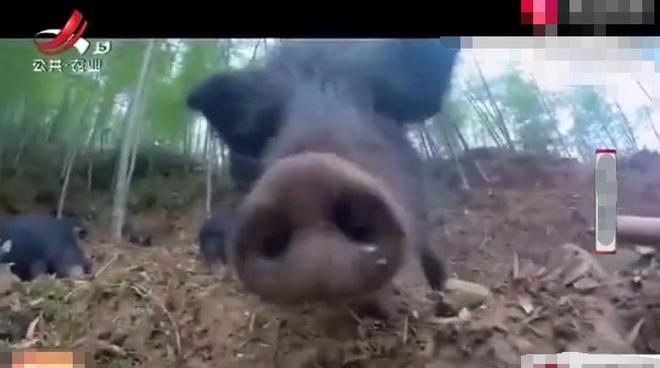 熊猫体育资讯：男子养藏香猪狂赚500万肉质鲜美营养丰富独占一大片市场(图2)