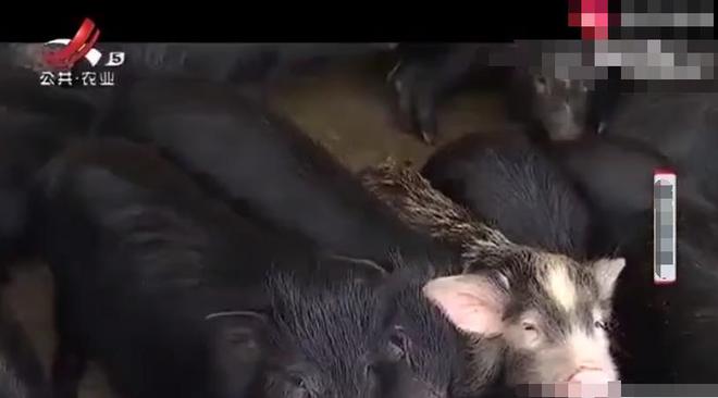 熊猫体育资讯：男子养藏香猪狂赚500万肉质鲜美营养丰富独占一大片市场(图3)