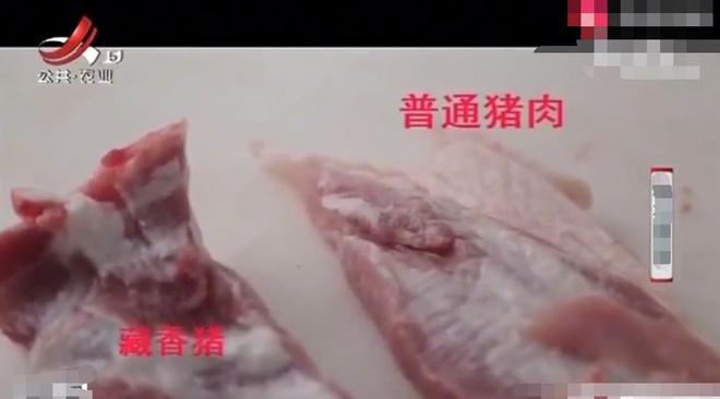 熊猫体育资讯：男子养藏香猪狂赚500万肉质鲜美营养丰富独占一大片市场(图4)