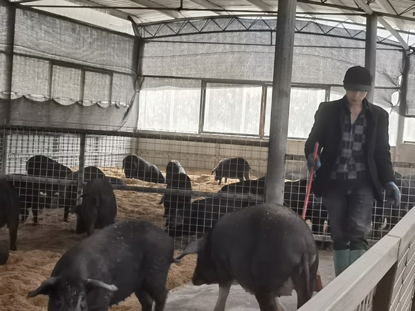 贵州大方：生态养殖雷香猪“拱出”村民致富路(图2)