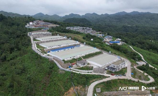 熊猫体育资讯：“岩脚面”跨越山海远销跑山猪“跑进”大湾区(图4)