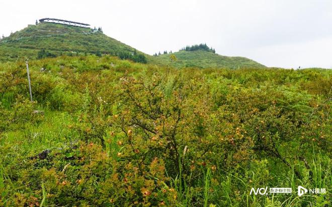 熊猫体育资讯：“岩脚面”跨越山海远销跑山猪“跑进”大湾区(图6)