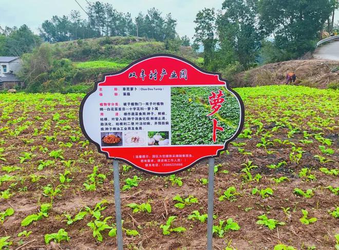 綦江赶水这个村荒地开垦 种出“金疙瘩”(图5)