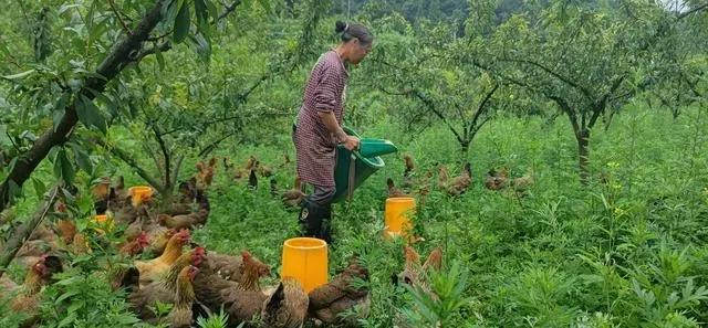 熊猫体育资讯：开阳县：绿色转型 产业赋能 兴林富民(图2)
