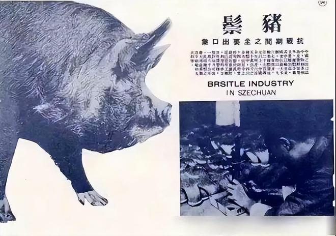 全国98%都是洋猪本土猪快成“国宝”！洋猪养多了是个大威胁？(图5)