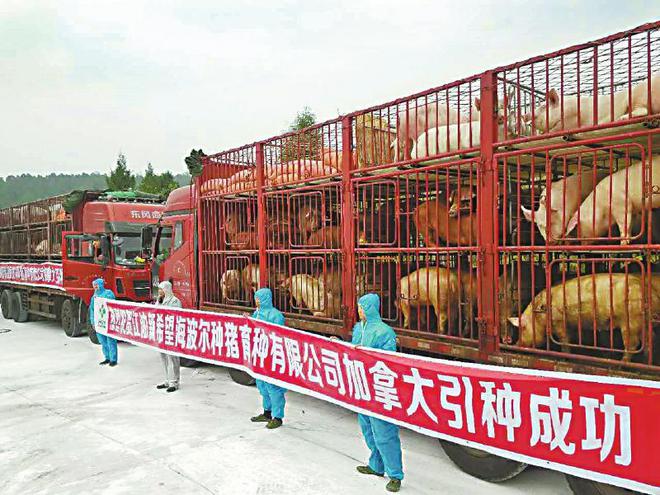 全国98%都是洋猪本土猪快成“国宝”！洋猪养多了是个大威胁？(图25)