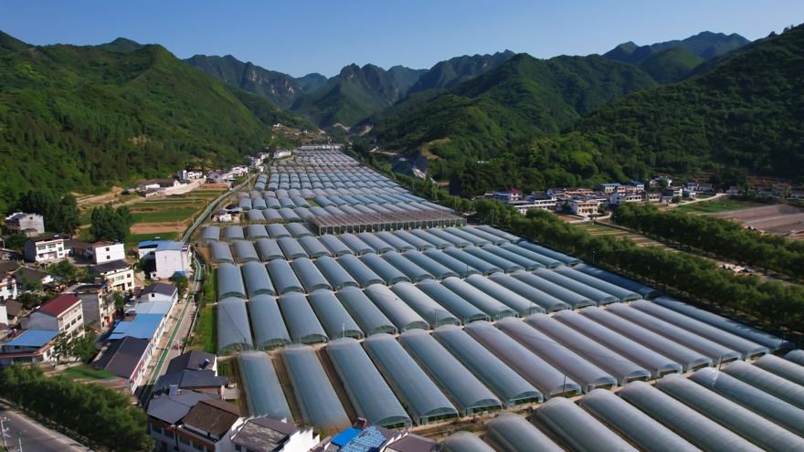 熊猫体育：勠力打造山地特色高效农业(图9)