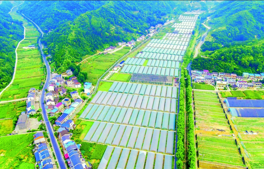 熊猫体育：勠力打造山地特色高效农业(图10)