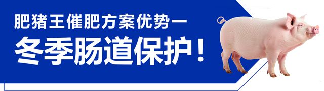 猪价跌荡！育肥猪提前20天增重出栏可能吗？(图2)