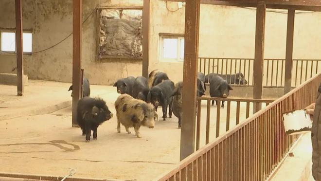 熊猫体育：董积清：窑洞里的“致富经”(图2)