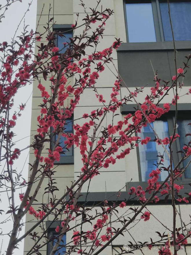 北京东岳府售楼处-中绿东岳府官方网站欢迎您2025最新房价详情(图7)