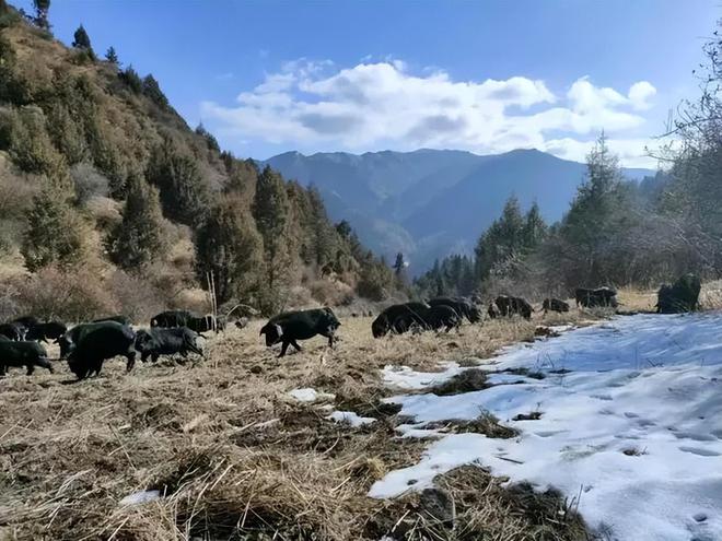 熊猫体育资讯：藏民口中的“人参猪”：吃虫草、喝山泉长大一条腿卖1万5(图2)