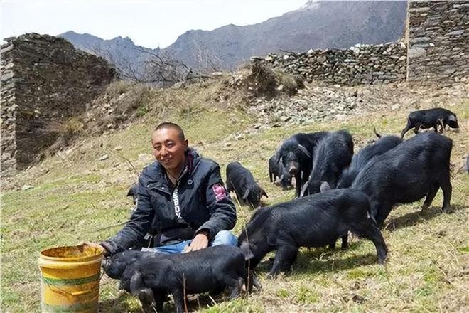 熊猫体育资讯：藏民口中的“人参猪”：吃虫草、喝山泉长大一条腿卖1万5(图6)