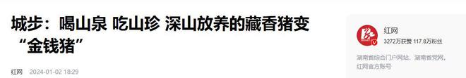 熊猫体育资讯：藏民口中的“人参猪”：吃虫草、喝山泉长大一条腿卖1万5(图18)