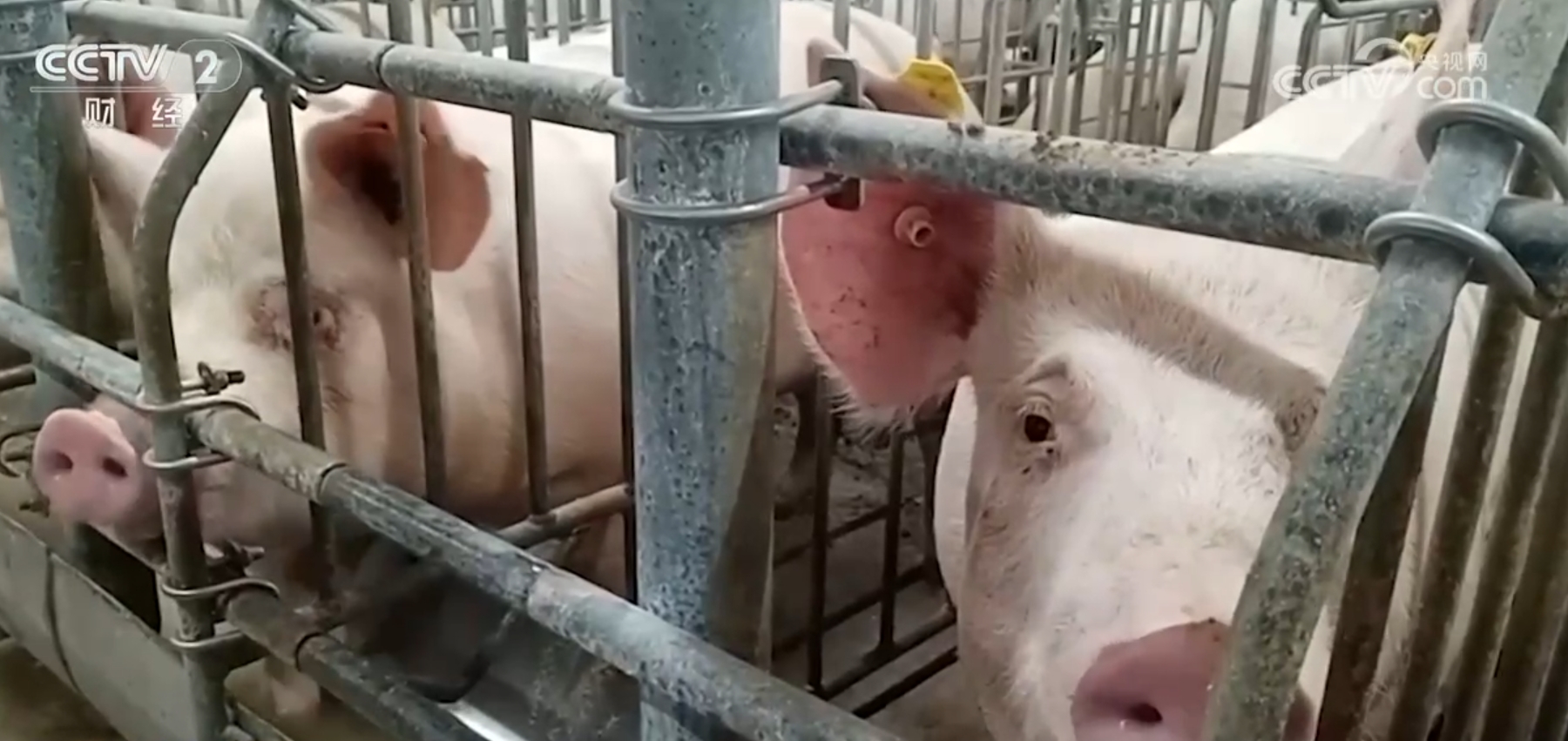 最“食”人间烟火色 居民“菜篮子”“果盘子”“肉案物丰价稳(图3)
