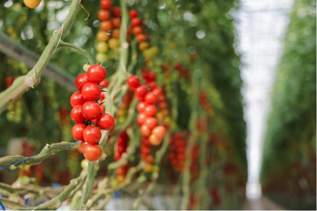 华润万家焕乡计划之百家基地建设首站大理七彩串收番茄果蔬种植认证基地正式揭幕网(图4)