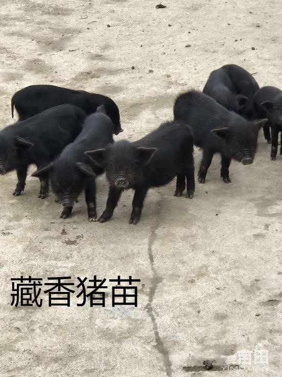 镇江市藏香猪养殖基地藏香猪怎么才能涨的快免费提供技术(图2)