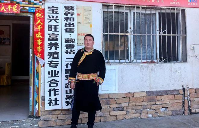 宝兴这人养殖藏香猪的故事(图5)