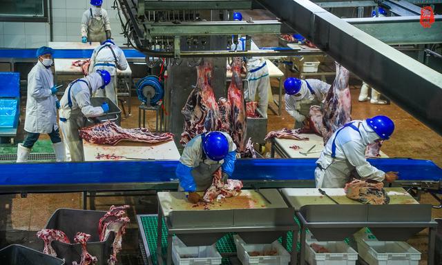 走进新疆博乐参观天莱农牧了解牛肉从牧场到餐桌的生态之旅(图6)