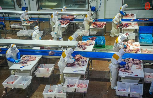 走进新疆博乐参观天莱农牧了解牛肉从牧场到餐桌的生态之旅(图8)