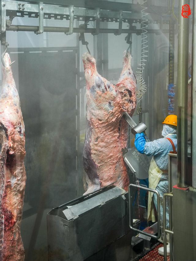 走进新疆博乐参观天莱农牧了解牛肉从牧场到餐桌的生态之旅(图9)