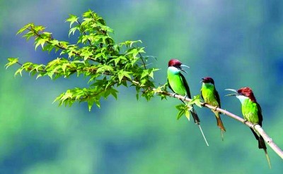 熊猫体育资讯:满目青翠 绿富同兴——福建南平统筹推进生态保护与绿色发展的实践探索(图3)