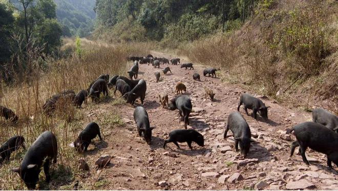 牟定：山林放养藏香猪 生态养殖铺就致富路(图2)