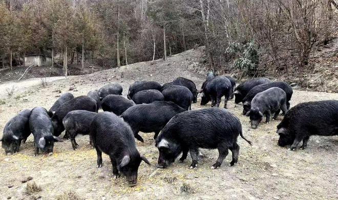 熊猫体育资讯：雅安这人养殖藏香猪的故事(图2)