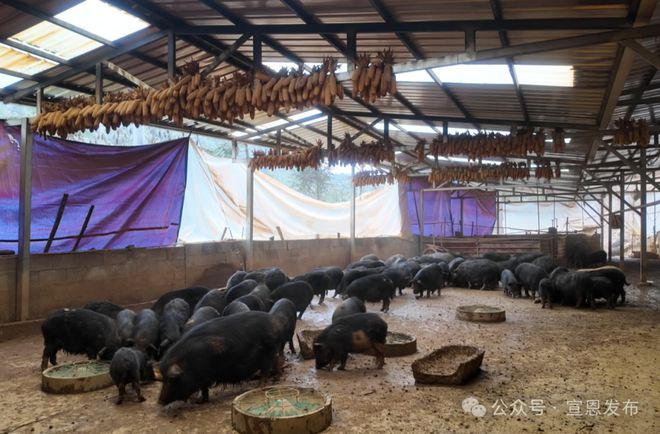 宣恩有人养殖藏香猪预计年收入近百万！(图3)