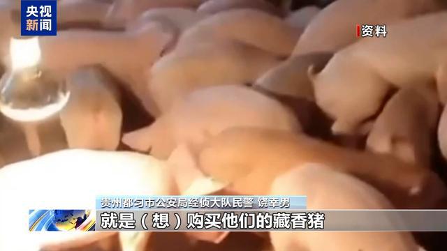 熊猫体育资讯：假养猪 真骗局 警惕披着“云养经济”外衣的非法集资(图7)