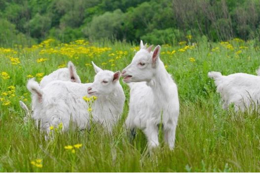 熊猫体育：淳珍100：到底有没有效果？！(图3)