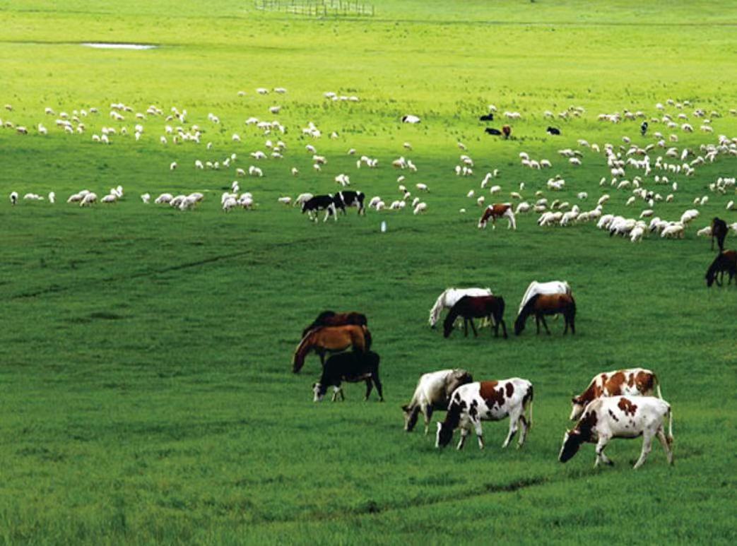 原生态大牧场天然好牛羊(图3)
