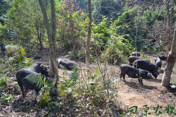 熊猫体育资讯:2025中国养殖行业:智能革命、消费升级与碳中和