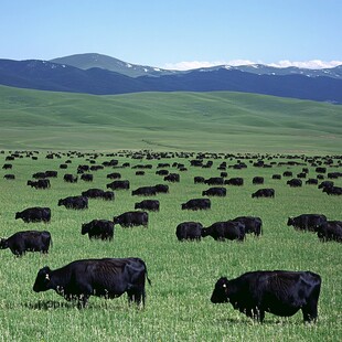 熊猫体育资讯:港股异动:原生态牧业盈喜飙升36%未来利润前景向好