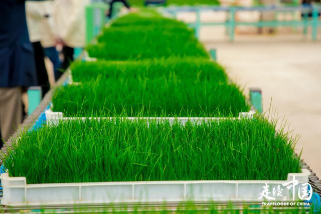 “走读中国” 中外媒体探访内蒙古：解码草原牧业的科技赋能与生态突围(图2)