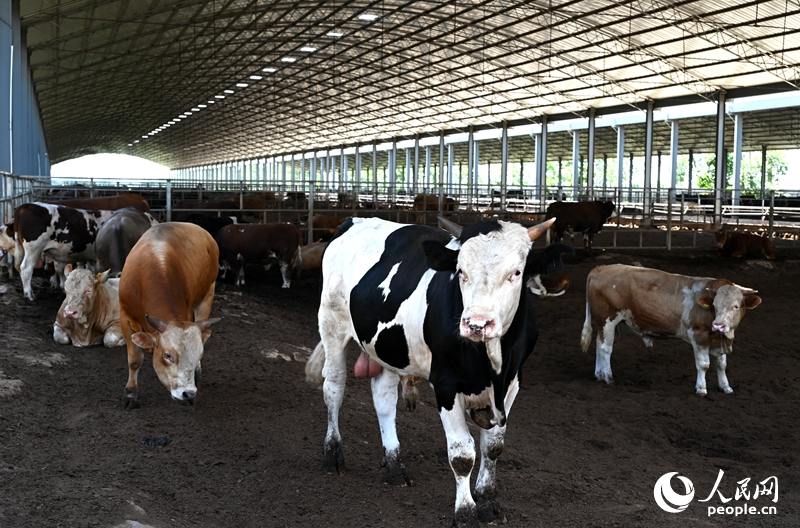 行进中国｜河南柘城唱响“绿色牧歌”(图2)