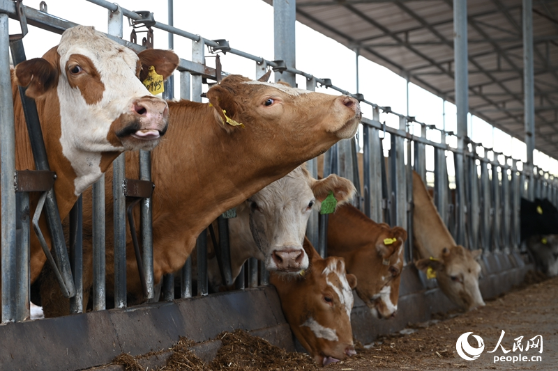 行进中国｜河南柘城唱响“绿色牧歌”(图3)