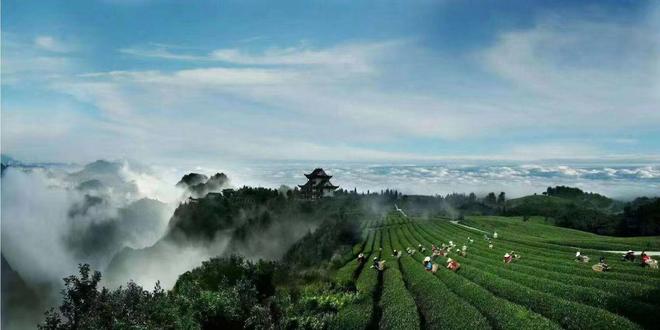 熊猫体育：开阳县：生态振兴“添颜值”林下经济“增产值”(图2)