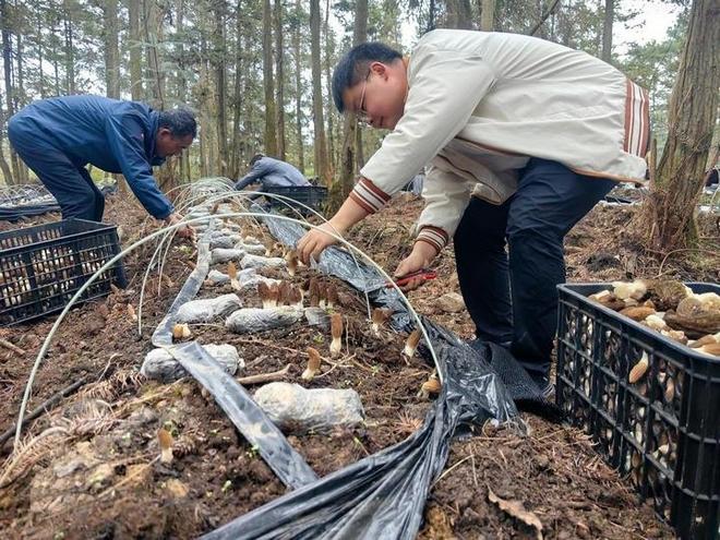 熊猫体育：开阳县：生态振兴“添颜值”林下经济“增产值”(图3)